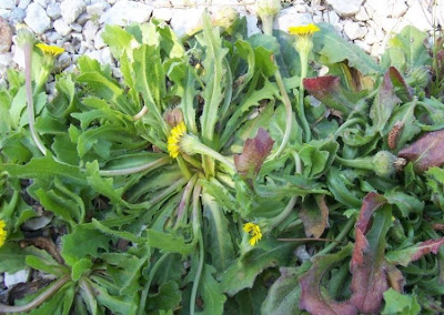 R�hrchenkraut