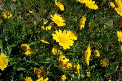 Saatwucherblume