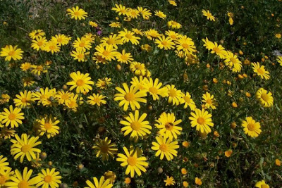 Saatwucherblume
