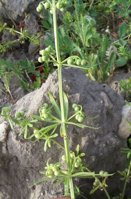 Caglio coriandolino Caglio coriandolino