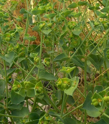 Coastal Spurge Coastal Spurge