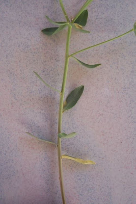 Euphorbia terracina L.