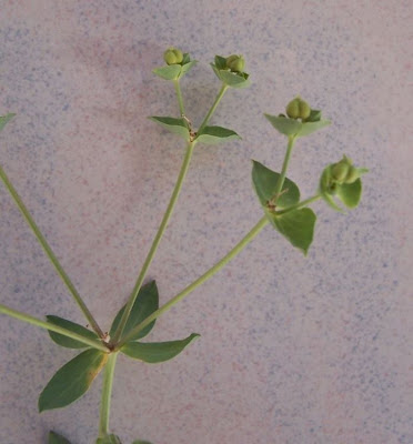 Euphorbia terracina L.