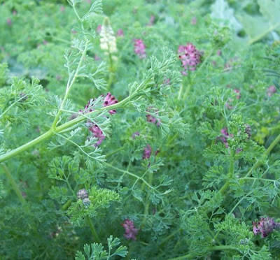 Common fumitory Common fumitory