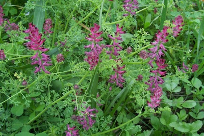 Common fumitory Common fumitory