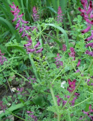 Common fumitory Common fumitory