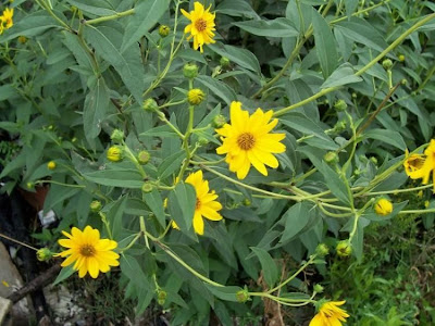 Casta�a de tierra