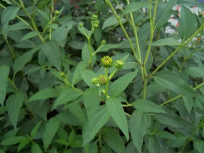 Casta�a de tierra