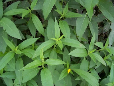Casta�a de tierra