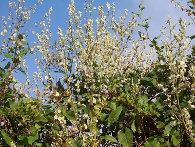 Fallopia dumetorum,
corpse-bindweed,
li shou wu,
Poligono delle siepi,
renou&ecute;e des haies,
tsurutade