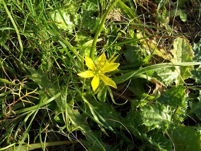 Gagea granatelli,
Mediterranean gagea