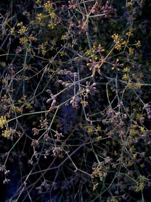 Fenchel Fenchel