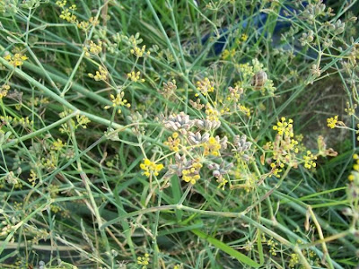 Fenchel Fenchel