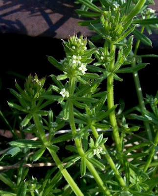 Goose-grass
