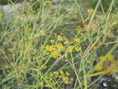 Fenchel Fenchel