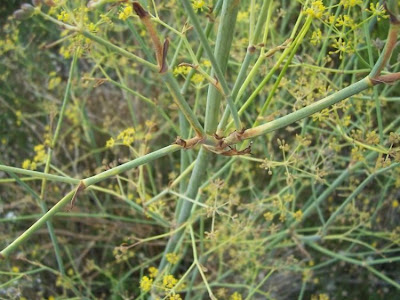 Fenchel Fenchel