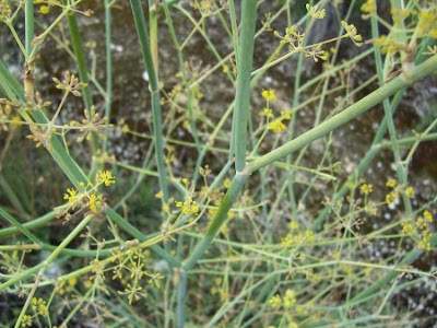 Fenchel Fenchel