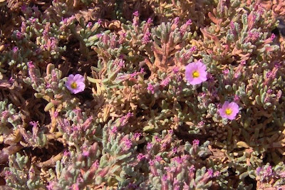 Erba-franca pelosa