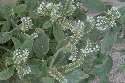 Caterpillar-weed Caterpillar-weed