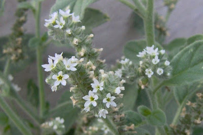 Caterpillar-weed Caterpillar-weed