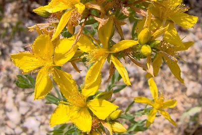 Common St. Johnswort Common St. Johnswort