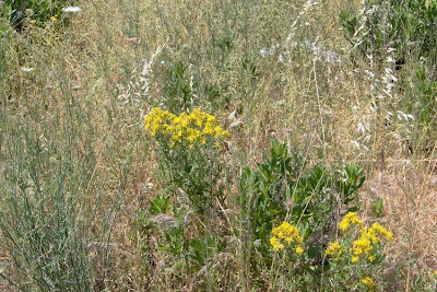 Common St. Johnswort Common St. Johnswort