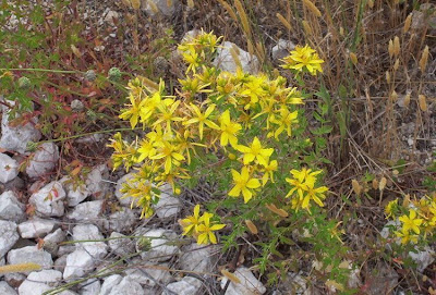 Common St. Johnswort Common St. Johnswort