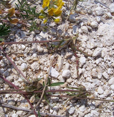Horseshoe-vetch