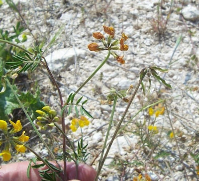 Horseshoe-vetch