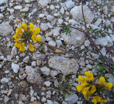 Horseshoe-vetch