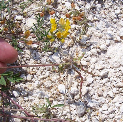Horseshoe-vetch