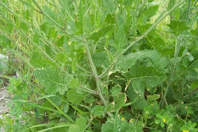 Hairy brassica
