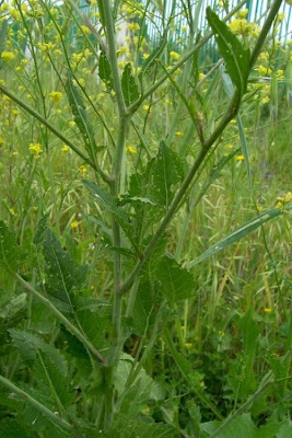 Hairy brassica