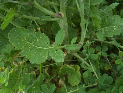 Buchanweed Buchanweed