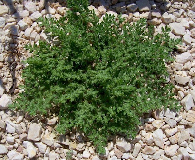 Hairy rupturewort Hairy rupturewort