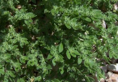 Hairy rupturewort Hairy rupturewort