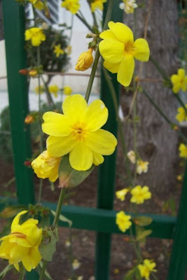 Jasminum nudiflorum,
jasmim-amarelo,
winter jasmine