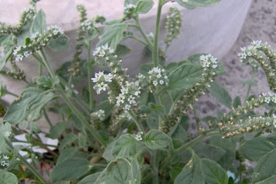 Caterpillar-weed Caterpillar-weed