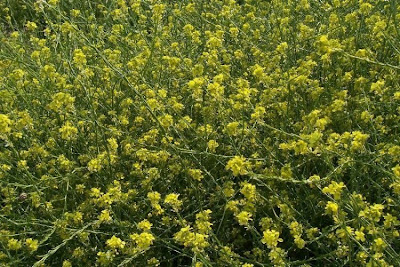 Hairy brassica