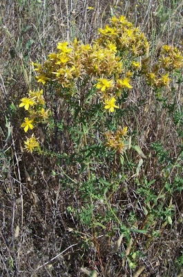 Common St. Johnswort Common St. Johnswort