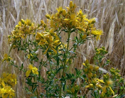 Common St. Johnswort Common St. Johnswort