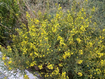 False yellowhead False yellowhead