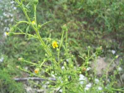 Camphor inula