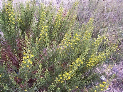 False yellowhead False yellowhead