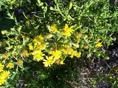 False yellowhead False yellowhead