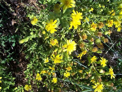 False yellowhead False yellowhead