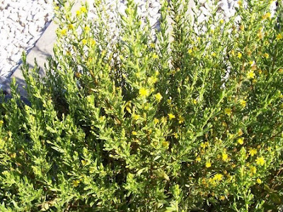 False yellowhead False yellowhead