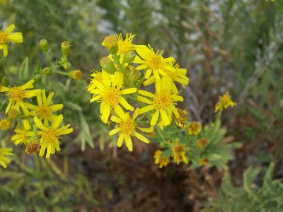 False yellowhead False yellowhead