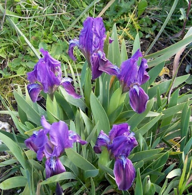Giaggiolo siciliano