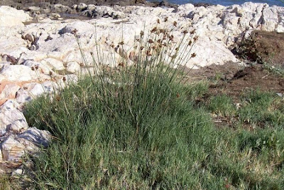 Juncus acutus,
Giunco bratteato,
Giunco pungente,
Leopold's rush,
Sharp Rush,
spiny rush,
spiny-rush